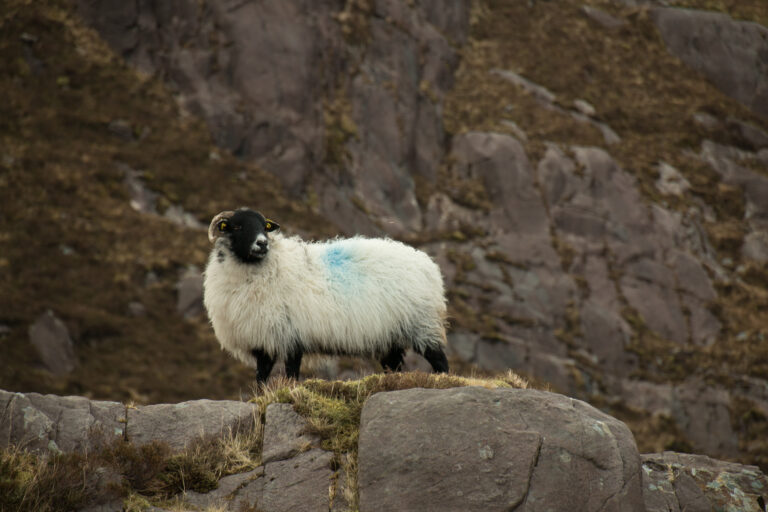 Ireland