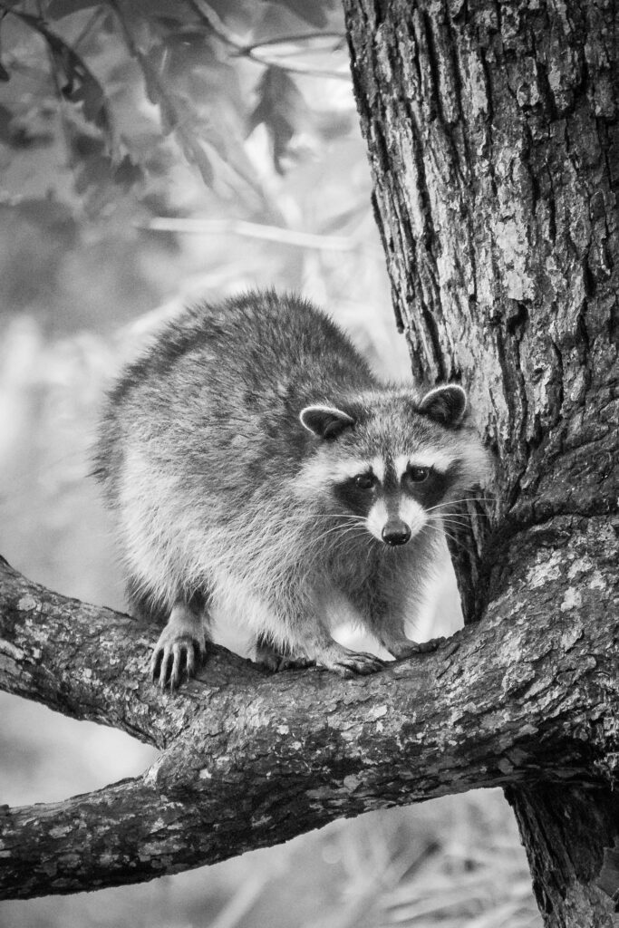 evening visitor