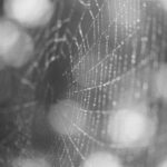 focusing, focus, selective focus, web, spider, bokeh