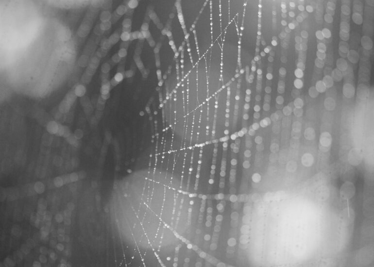 focusing, focus, selective focus, web, spider, bokeh