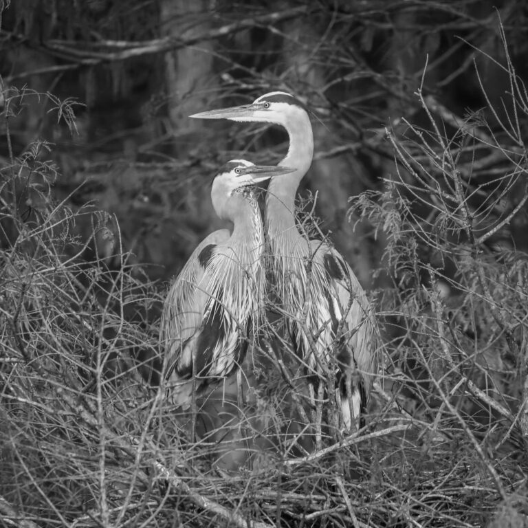 The Orlando Wetlands