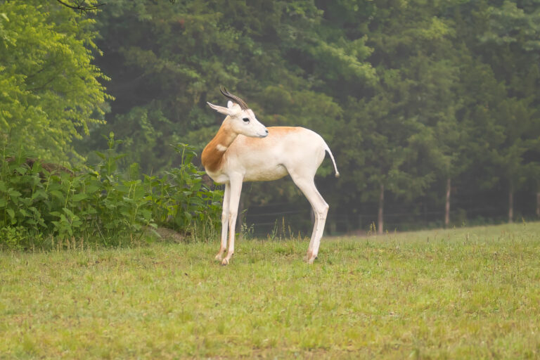 North Carolina Zoo (Asheboro, NC)